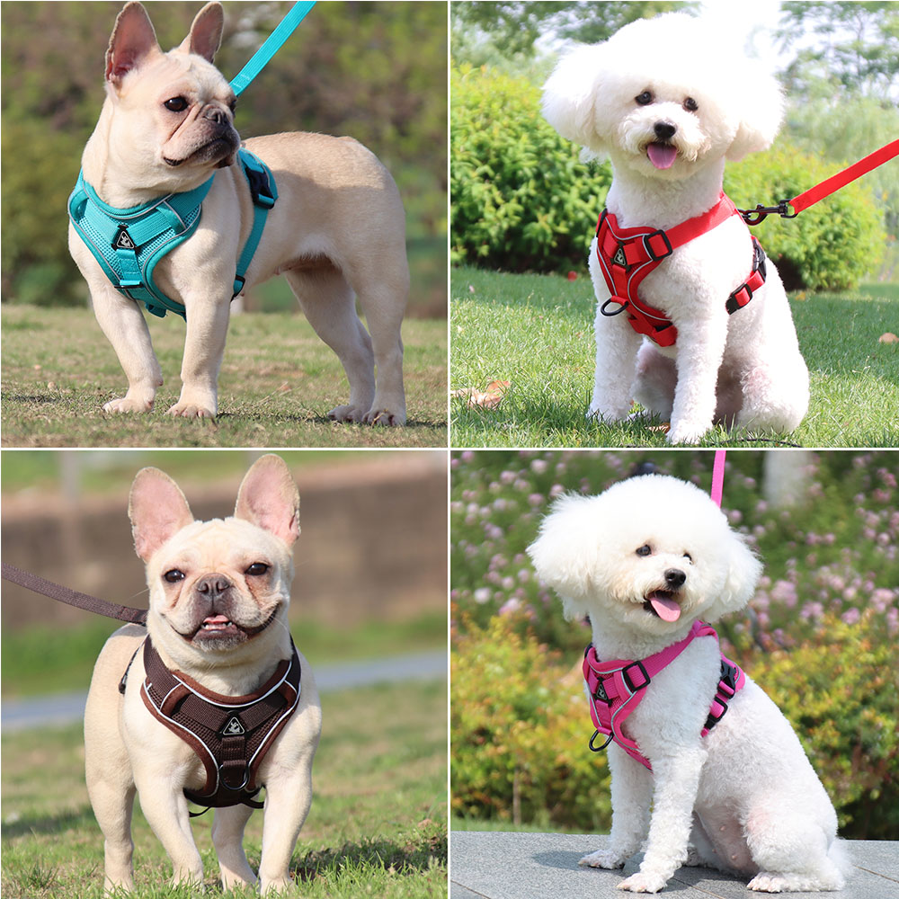 Harness and Leash Set Pet Acce - Off White Belt ulasan dan harga