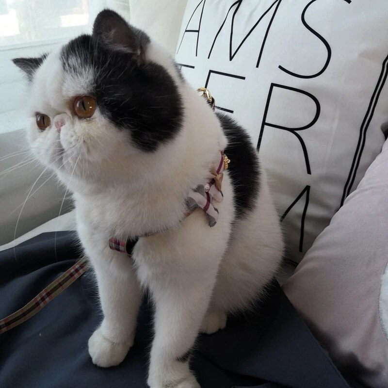 2pcs/set Pet Vest Lovely Colla - Off White Belt ulasan dan harga